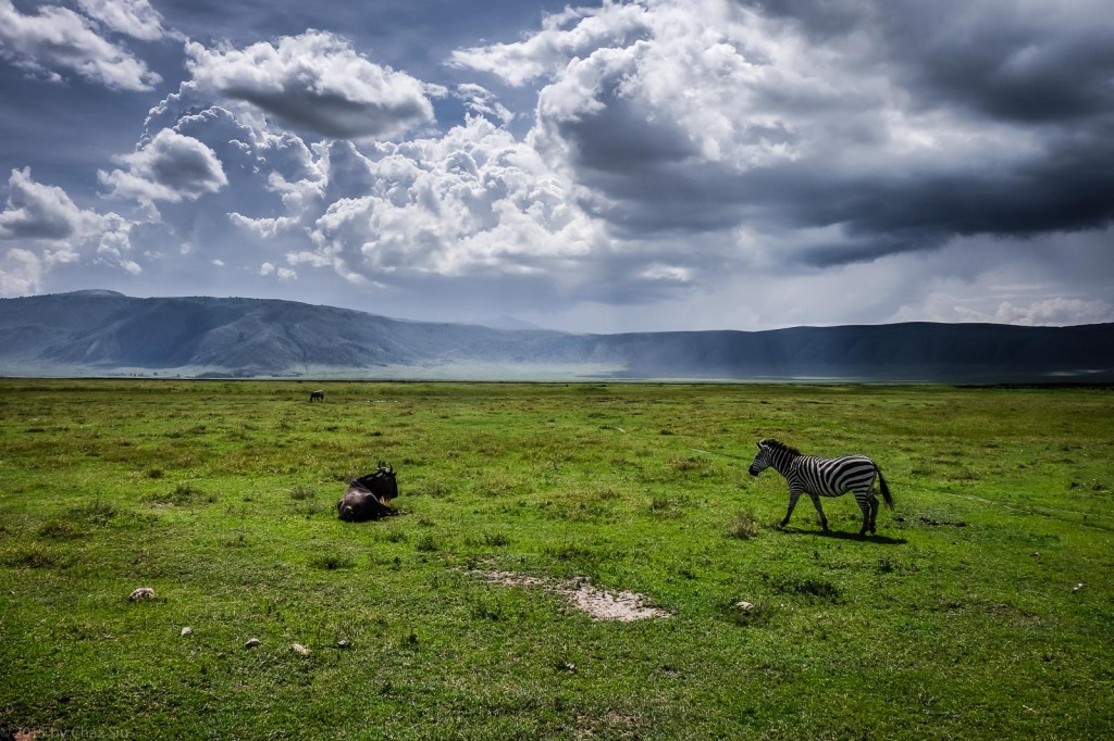 Rainclouds and Sunbeams With Zebra and Wildbeest