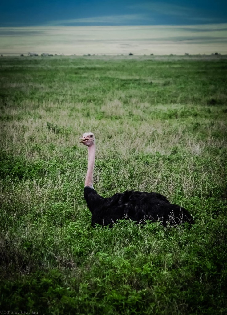 While Papa Ostrich Waits For The Food From Mama